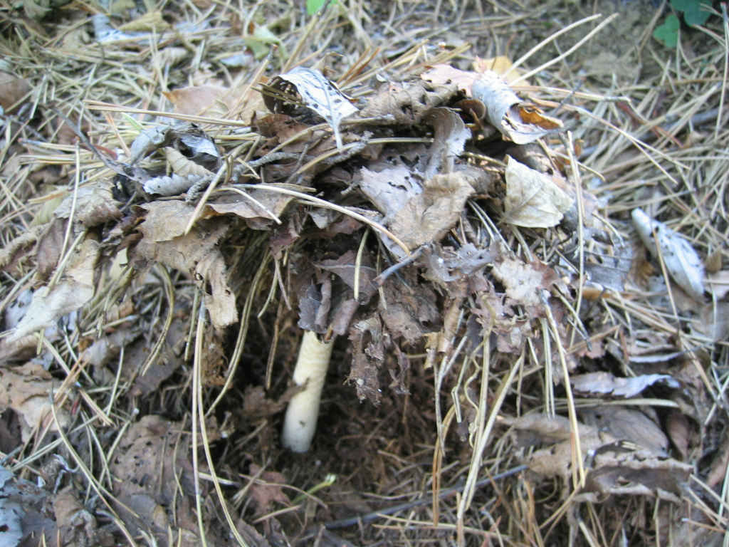 La nativit.... continua (Macrolepiota procera)